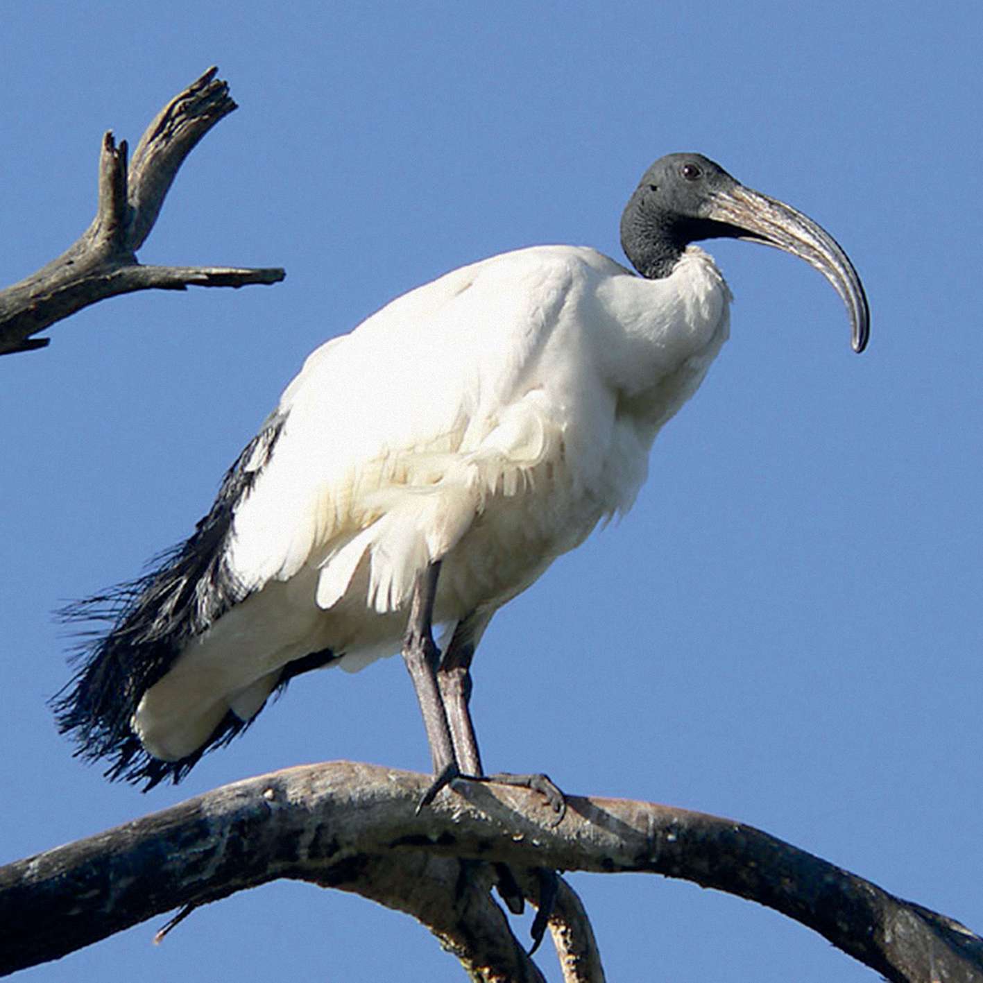 africki-sveti-ibis