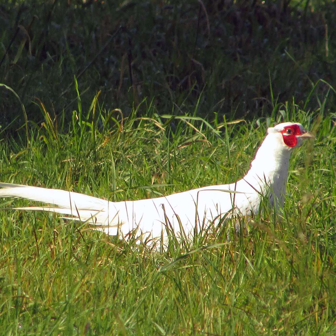 albino fazan