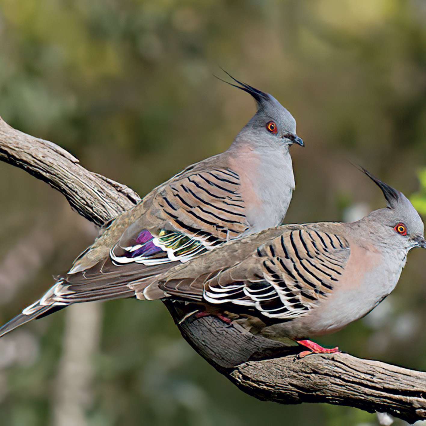 australijski-cubasti-golub
