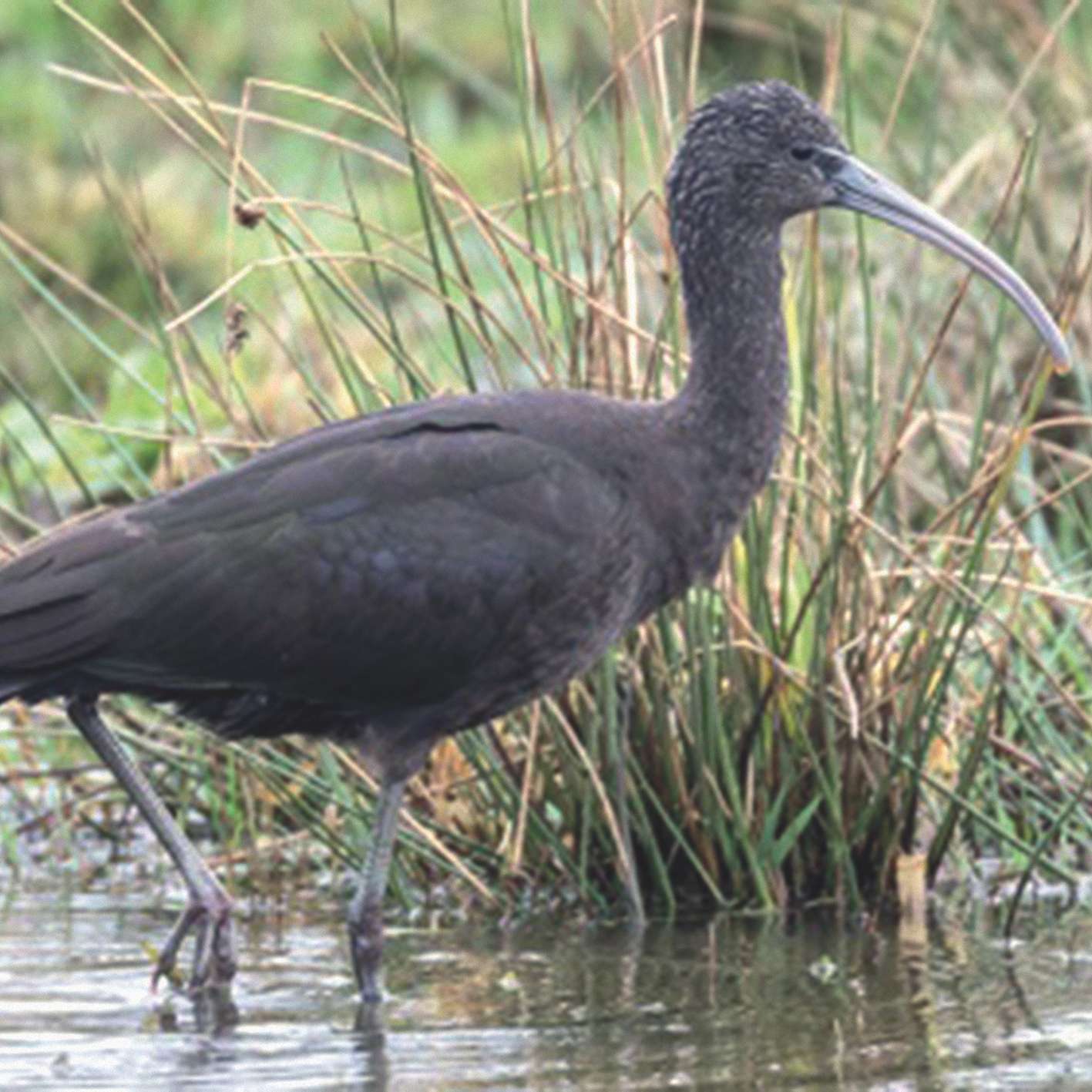 crni-ibis