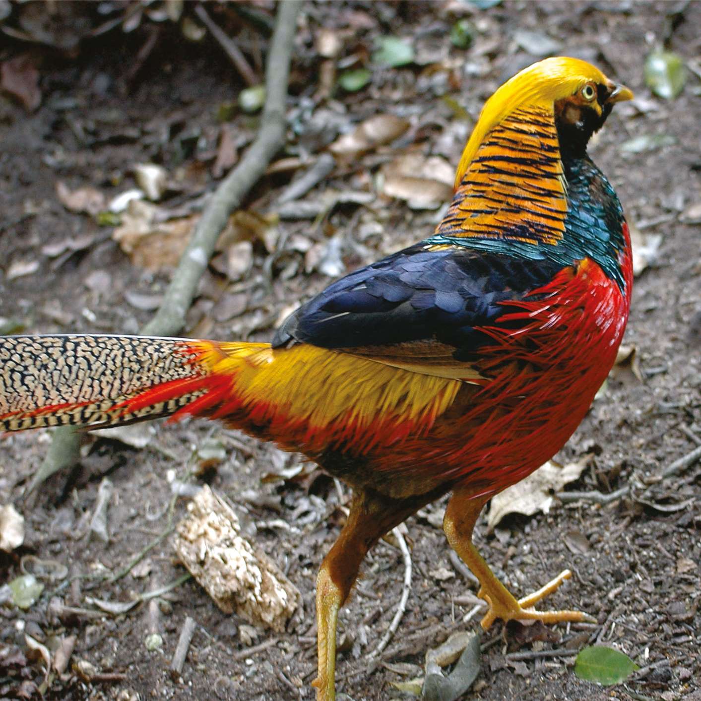 crnogrli-zlatni-fazan