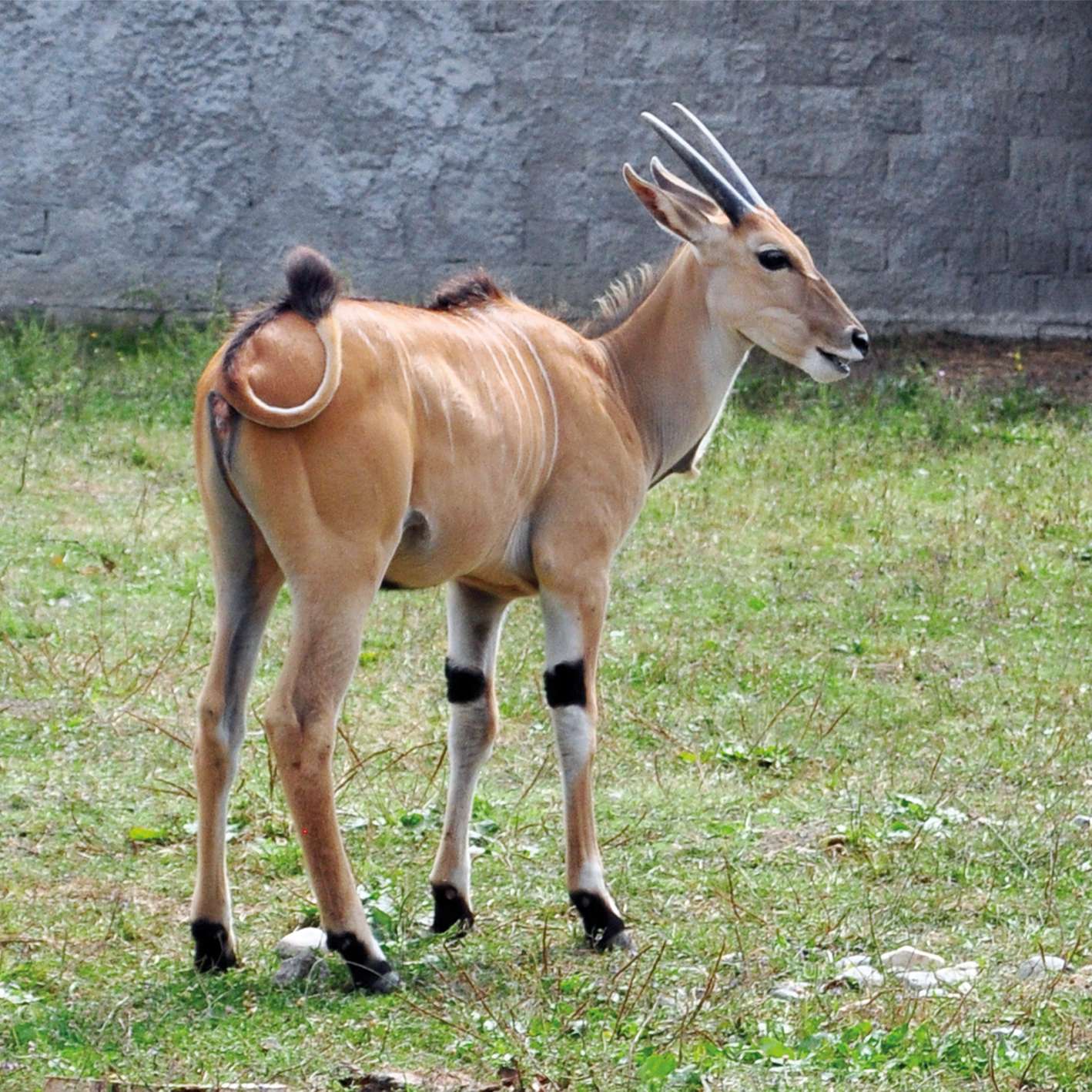 eland-antilopa