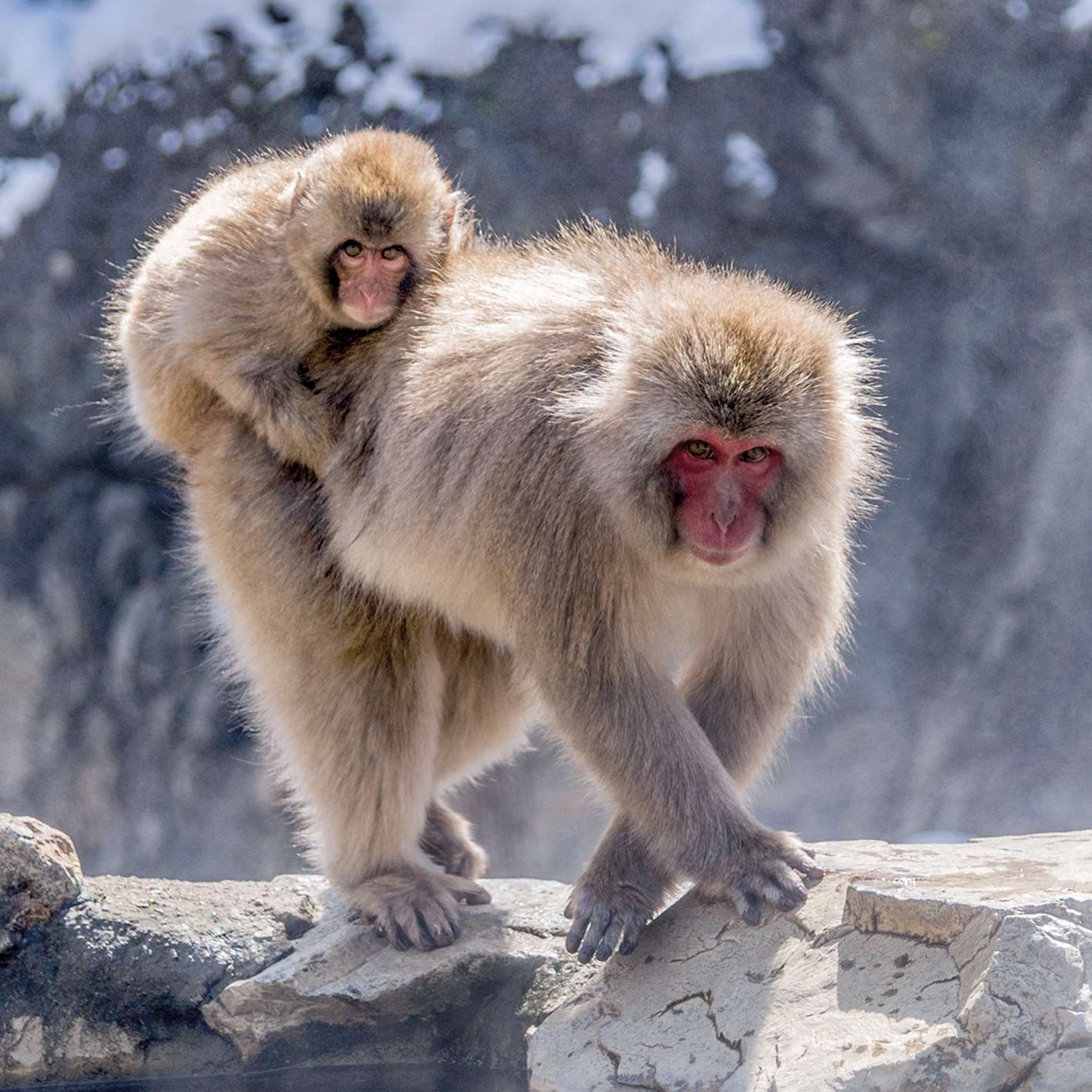japanski-makaki