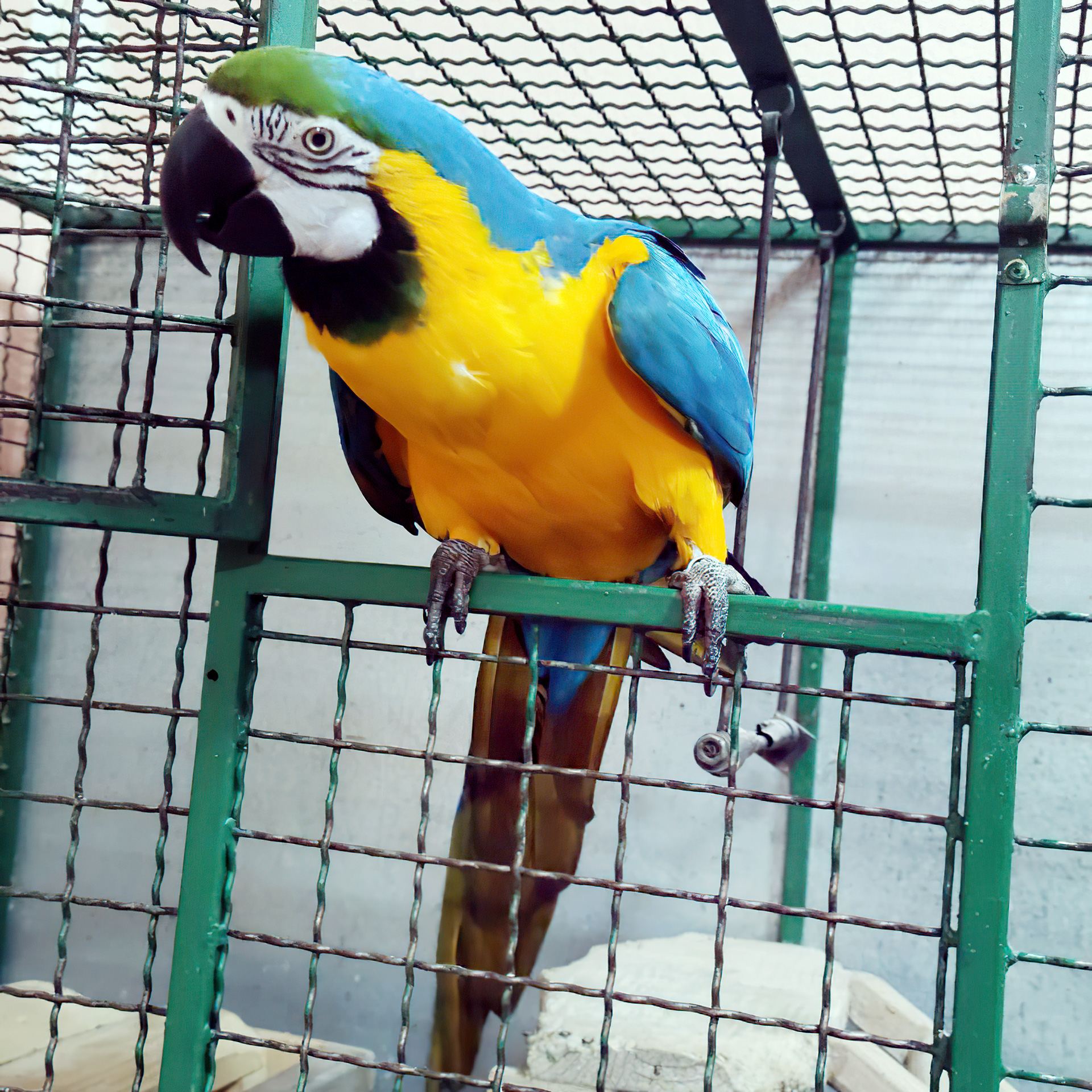 Papagaji