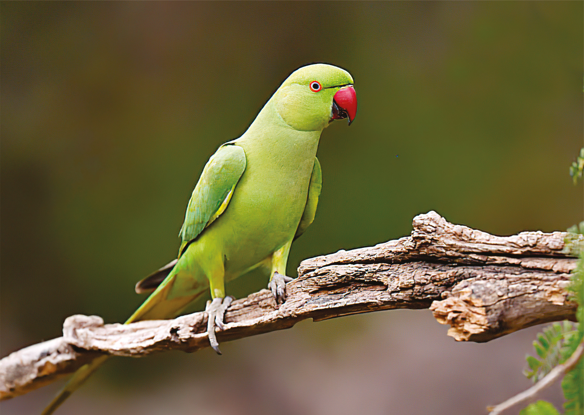 Mali Aleksandar Zoo Vrt Vrnjci