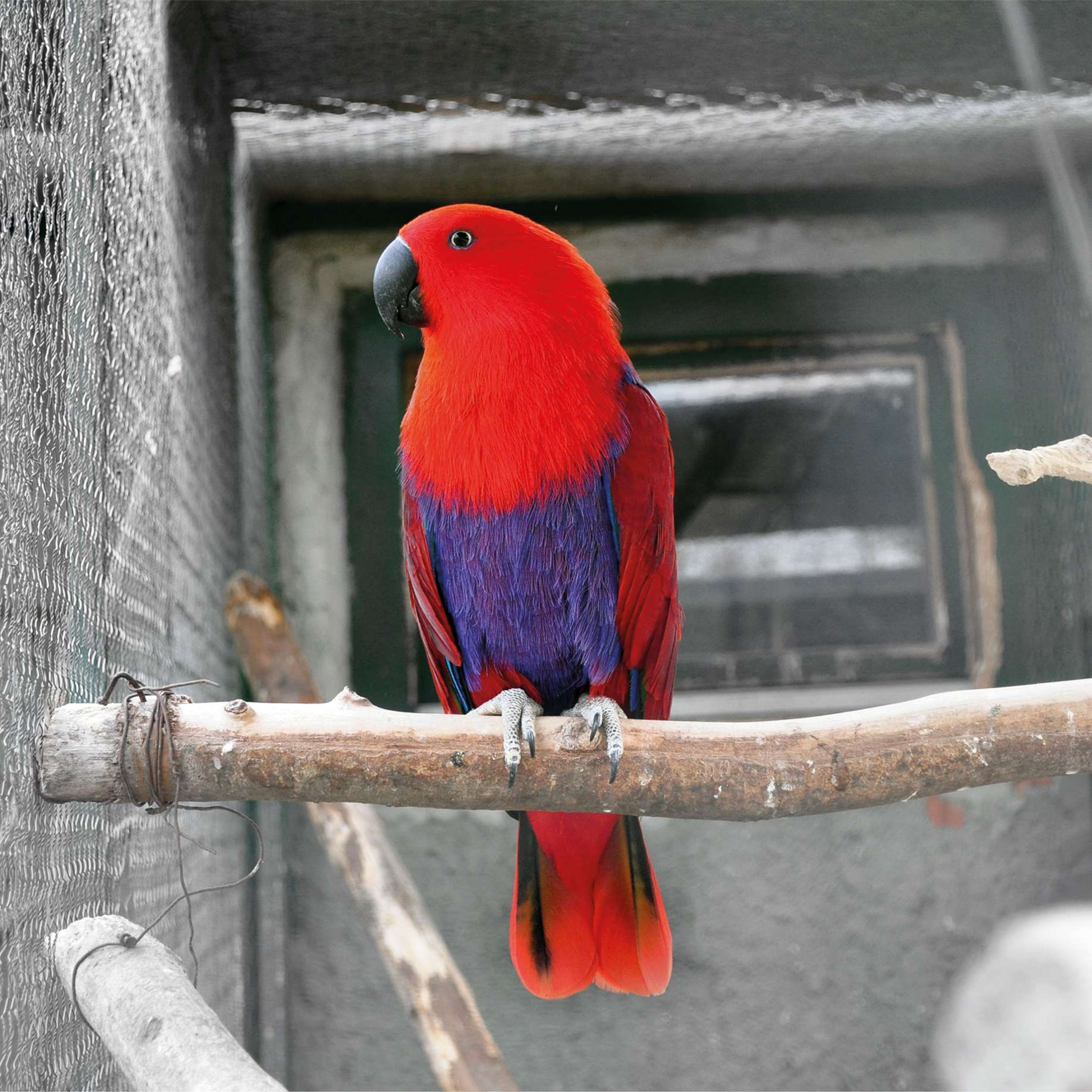 papagaj-eklektus