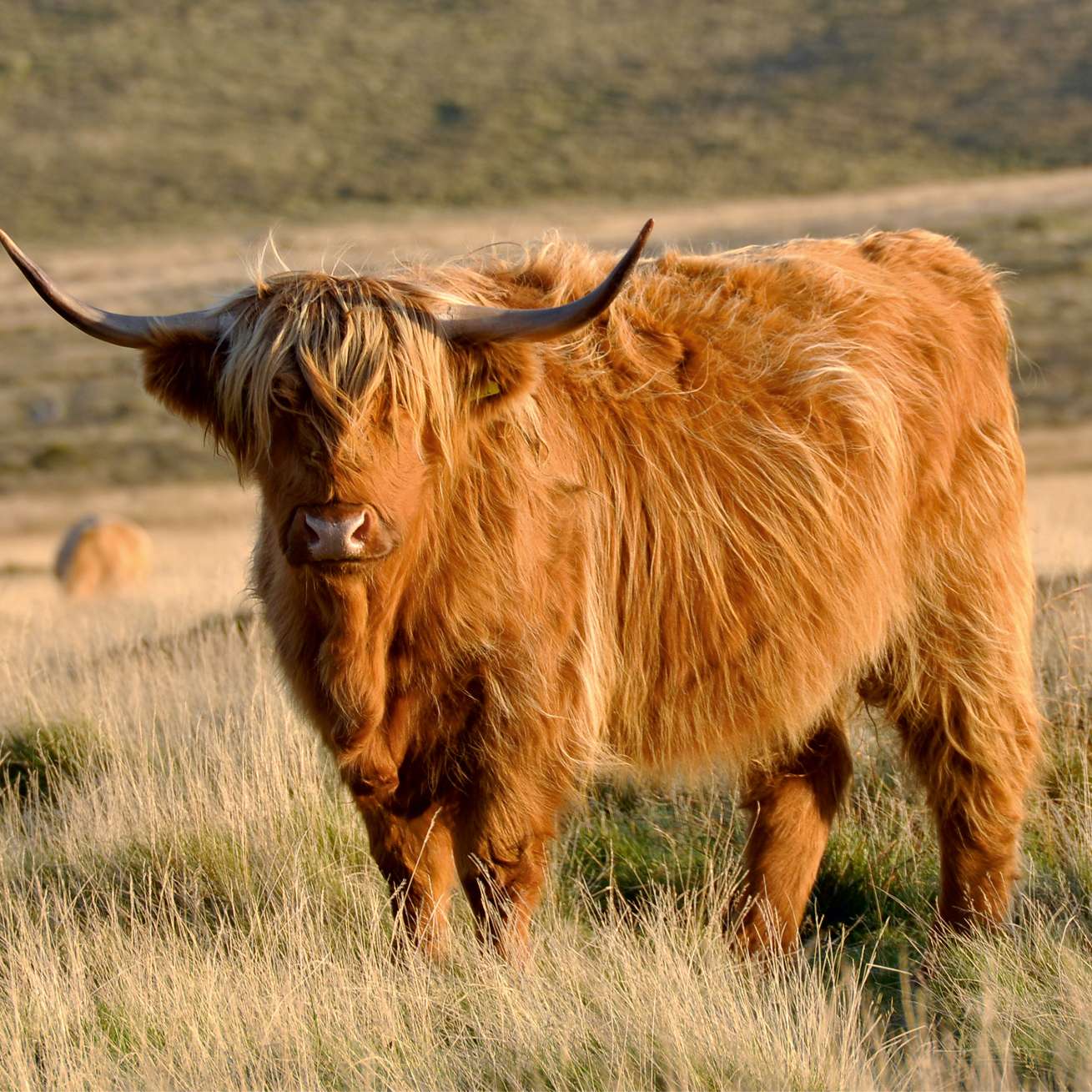 skotsko-planinsko-govece
