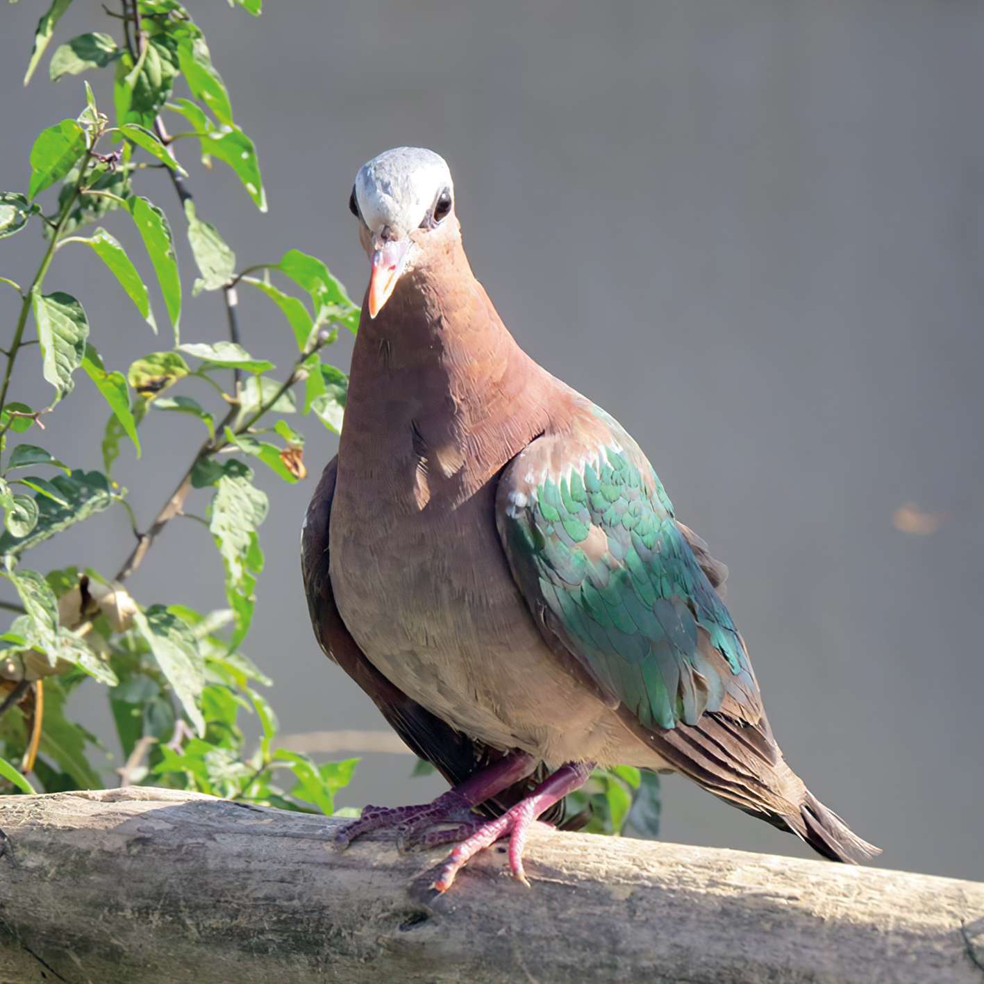 zelenokrilni-golub