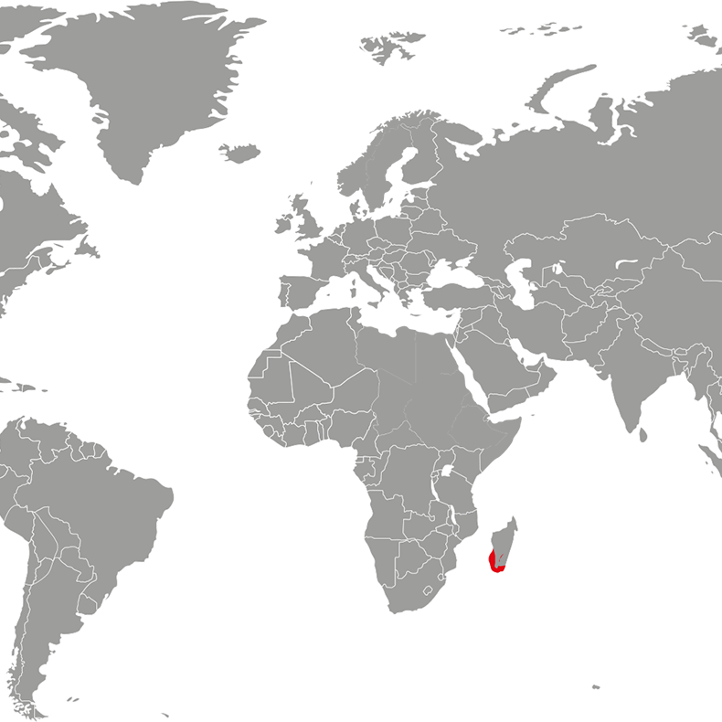prstenorepi-lemur-mapa