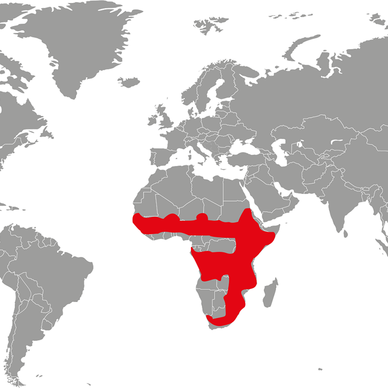 serval-mapa