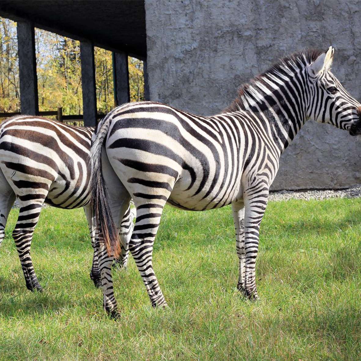 zebra grantova