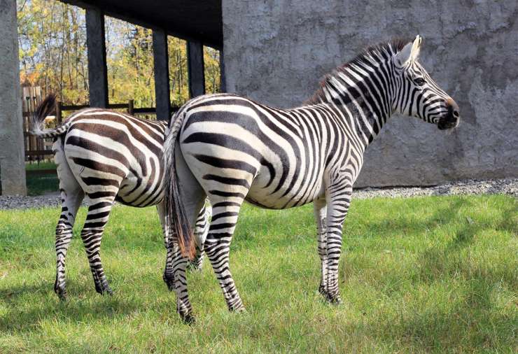 zebra grantova