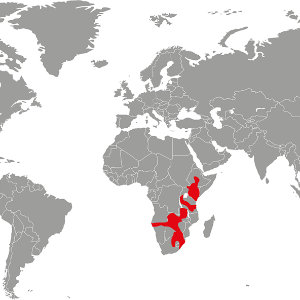 zebra-mapa