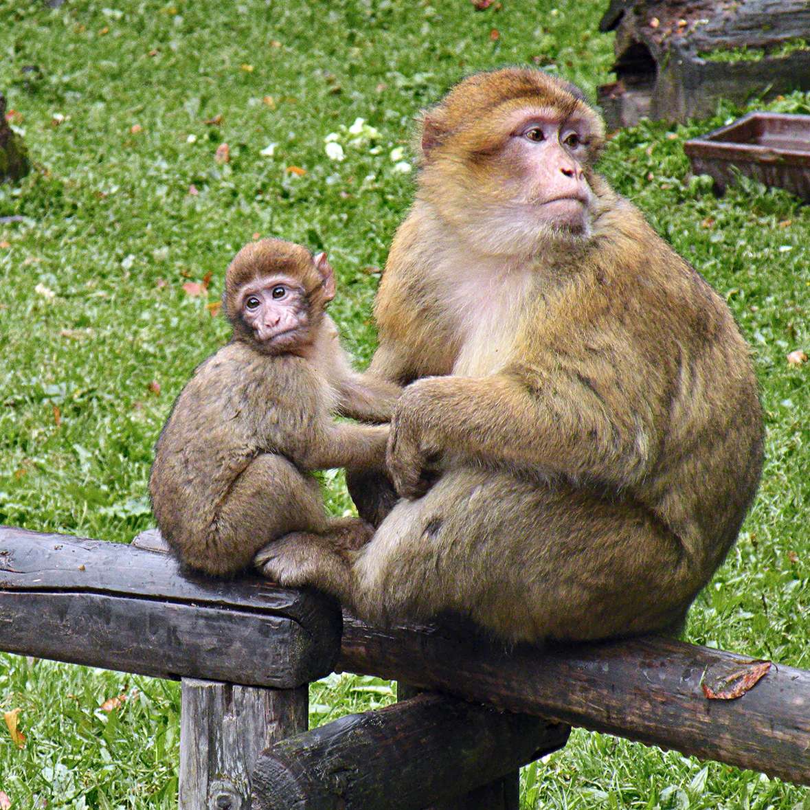 berberski makaki