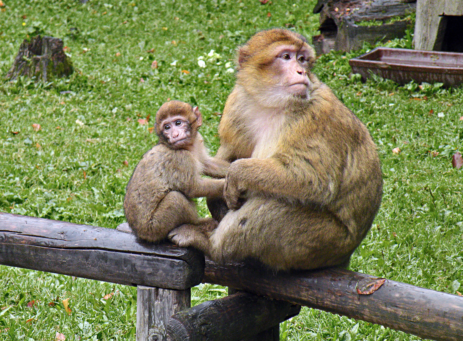 berberski makaki