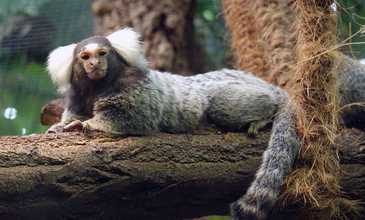 obican marmozet