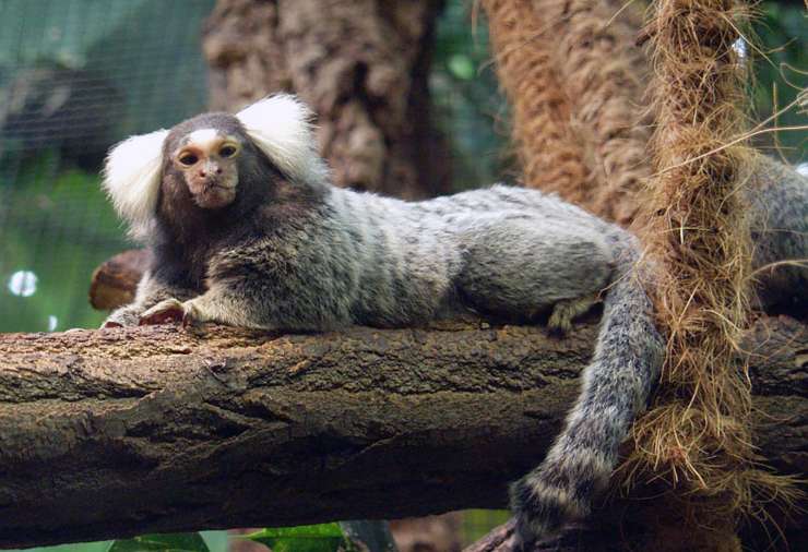obican marmozet