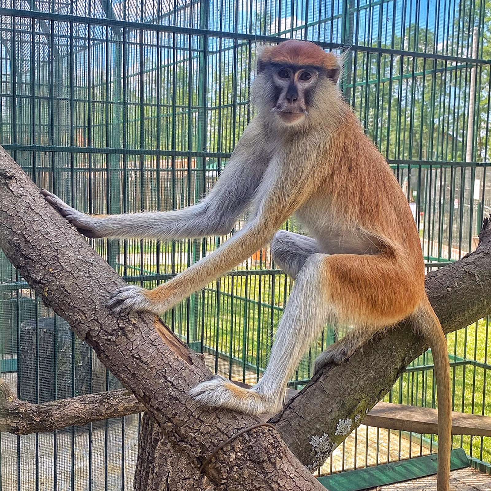 patas majmun