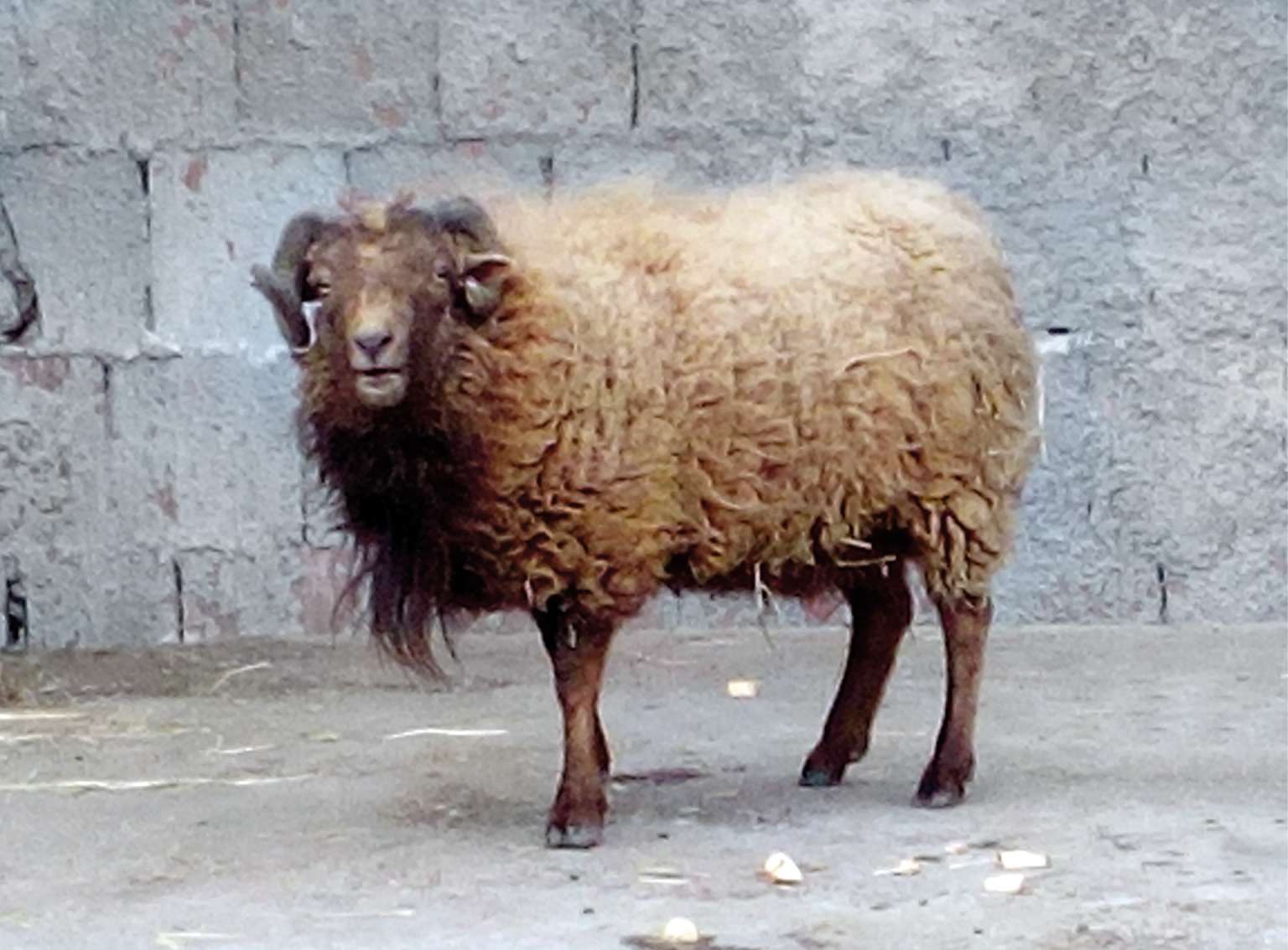 Mini ovca Zoo vrt Vrnjci