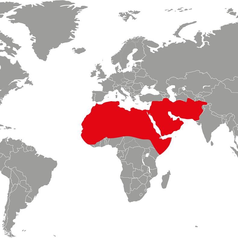 jednogrba-kamila-mapa